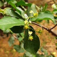 Malpighia emarginata