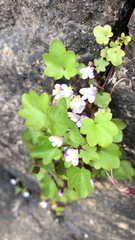 Cymbalaria muralis