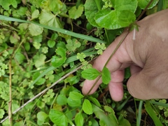 Mazus miquelii