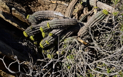 Euphorbia nesemannii
