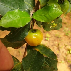 Malpighia emarginata