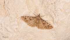 Alucita major