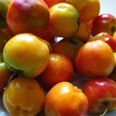 Malpighia emarginata