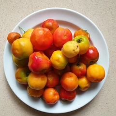 Malpighia emarginata