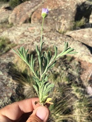 Erigeron bellidiastrum