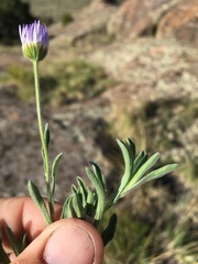 Erigeron bellidiastrum