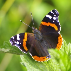 Vanessa atalanta