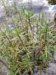 Mentha cervina