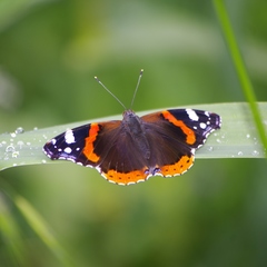 Vanessa atalanta