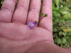 Mazus miquelii