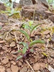 Epipactis atrorubens
