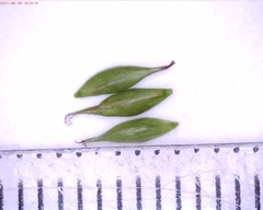 Carex debilis rudgei