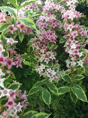 Weigela