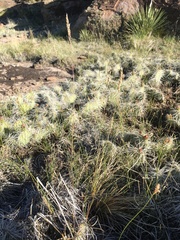 Poa fendleriana