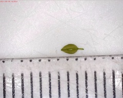 Carex debilis rudgei