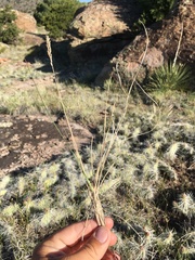 Poa fendleriana
