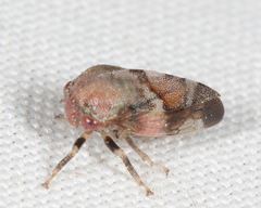 Cyrtolobus pallidifrontis