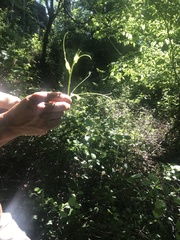 Smilax tamnoides