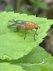 Dryomyzidae