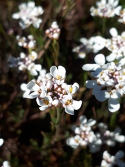 Iberis procumbens