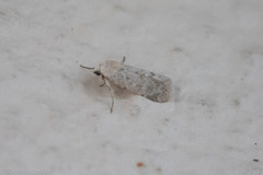 Leucocnemis perfundis