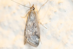 Loxostege allectalis