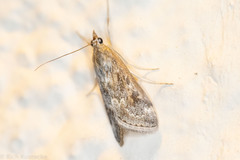 Loxostege allectalis