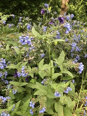 Symphytum caucasicum