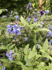 Symphytum caucasicum