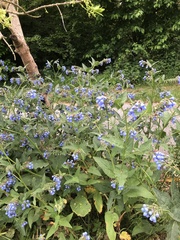 Symphytum caucasicum