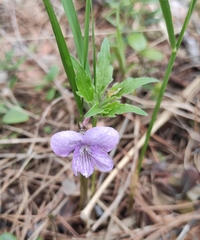 Viola dactyloides