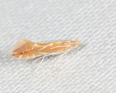 Phyllonorycter basistrigella