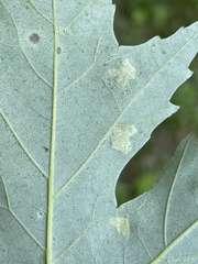 Eriophyes aceris