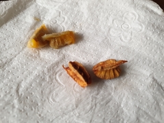 Malpighia emarginata