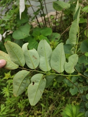 Dalbergia hupeana