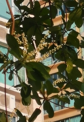 Heptapleurum arboricola