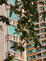 Heptapleurum arboricola