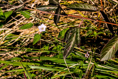 Ipomoea plebeia
