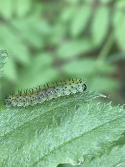 Periclista lineolata