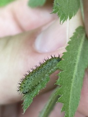 Periclista lineolata