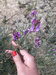 Astragalus brachylobus