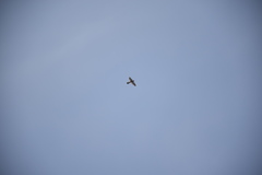 Falco tinnunculus