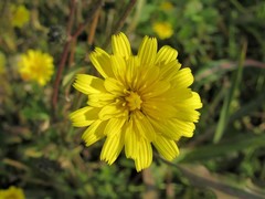 Picris rhagadioloides