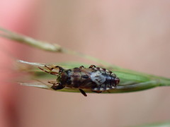 Phlegyas abbreviatus