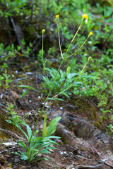 Arnica spathulata