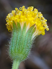 Arnica spathulata