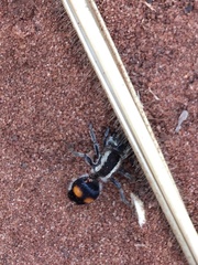 Darditilla araxa