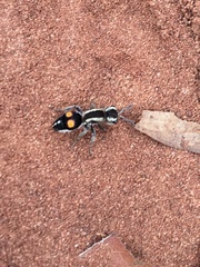 Darditilla araxa