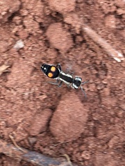 Darditilla araxa