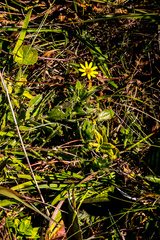 Osteospermum grandidentatum